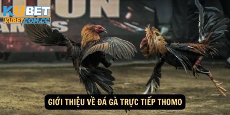 Tìm hiểu về đá gà thomo